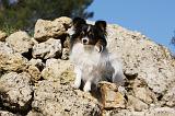 EPAGNEUL PAPILLON 112